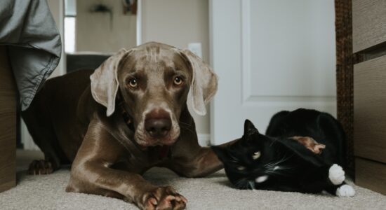 cane e gatto
