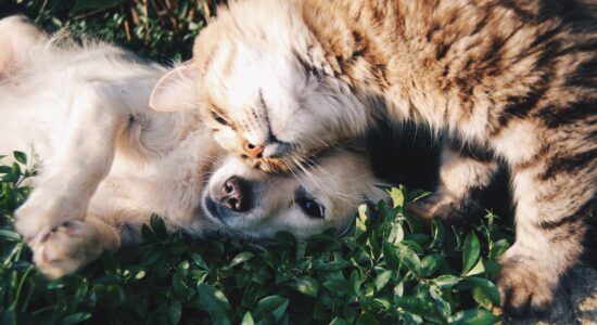 cane e gatto