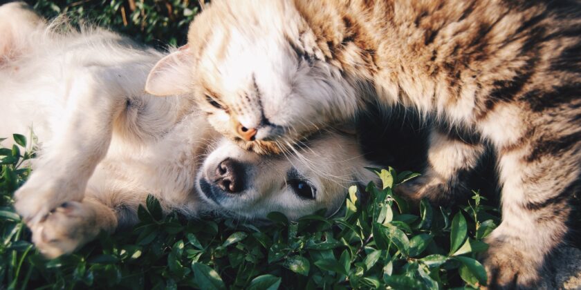 cane e gatto