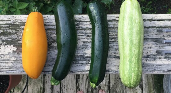 contorno zucchine