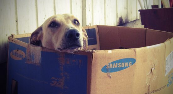 cuccia per cane