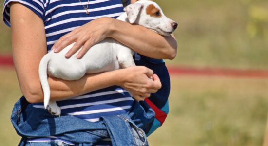 cucciolo di cane