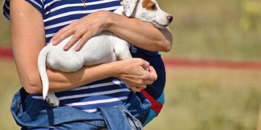 cucciolo di cane