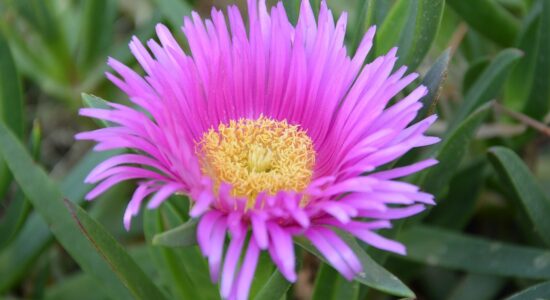 delosperma cooperi