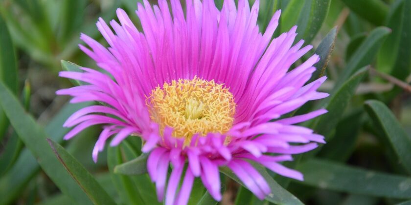 delosperma cooperi