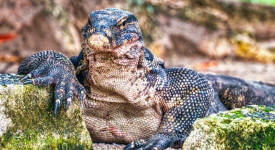 draghi di Komodo
