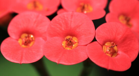 pianta euphorbia milii