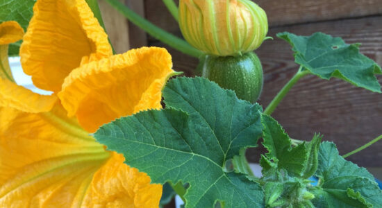 fiori di zucca