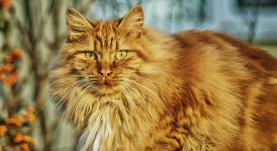 gatto foreste norvegesi