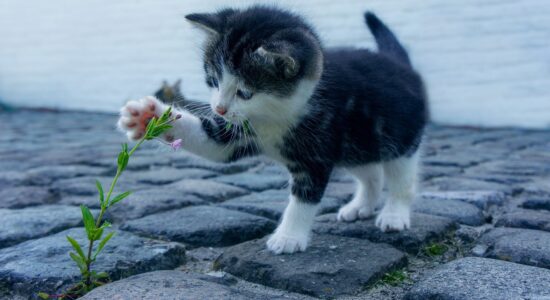 gatto