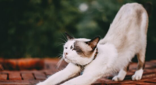gatto
