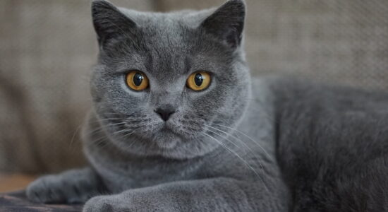gatto