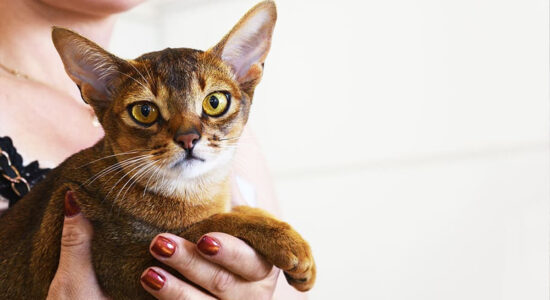 gatto