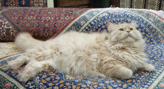 gatto