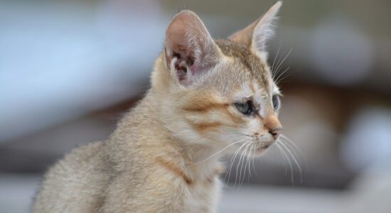 gatto