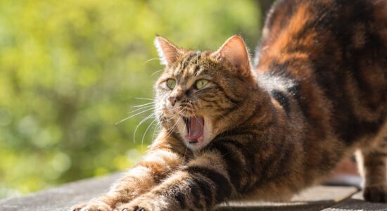 gatto