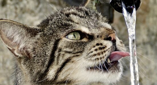 gatto