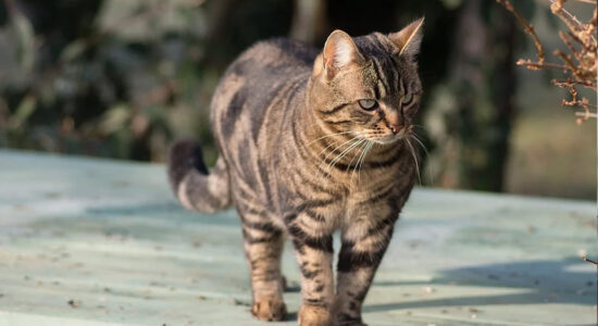gatto