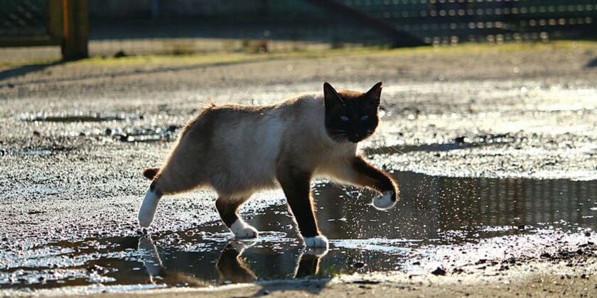 gatto