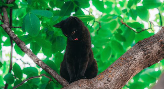 gatto nero