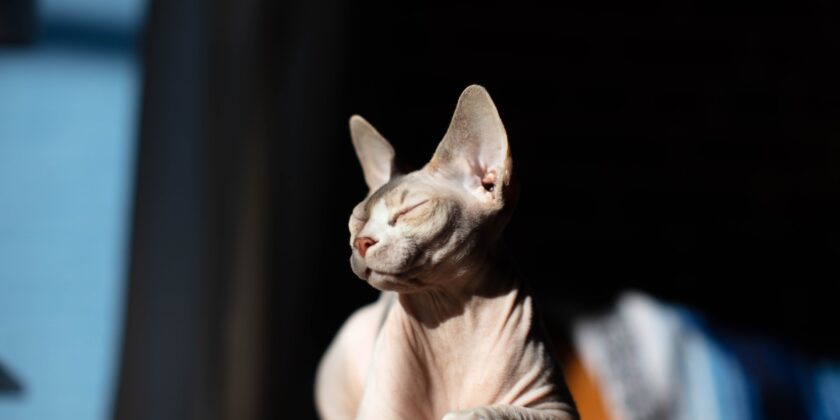 gatto Sphynx