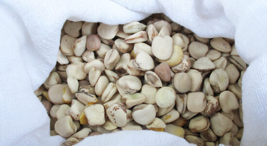 legume