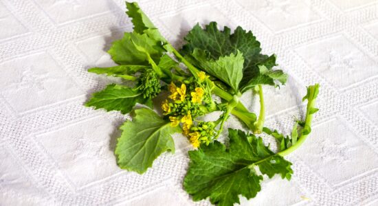 ortaggio cime di rapa
