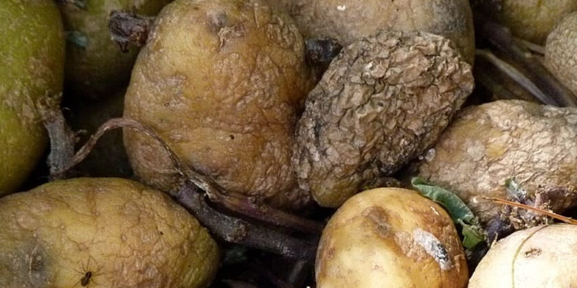 patate