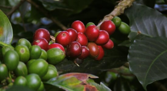 pianta di caffè
