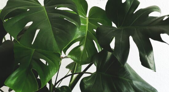 pianta di monstera