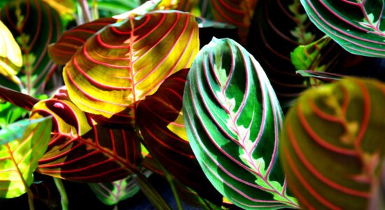 piante