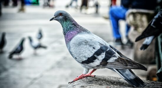 piccione