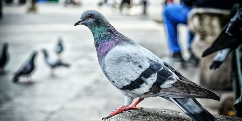 piccione