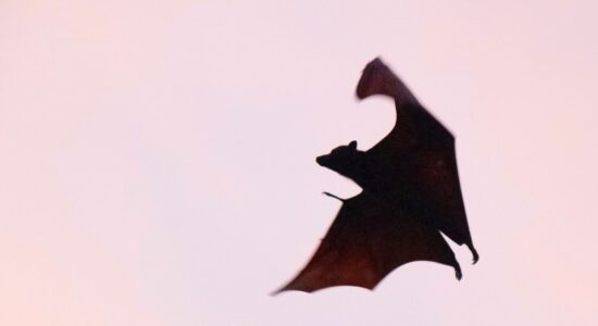 pipistrello