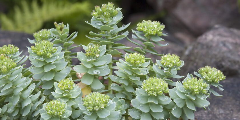 rhodiola rosea