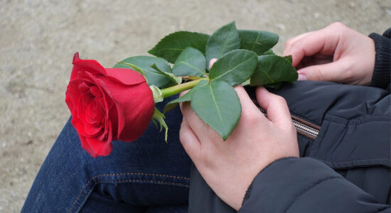 rosa rossa