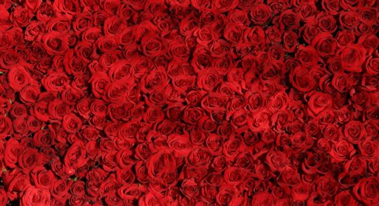 rose
