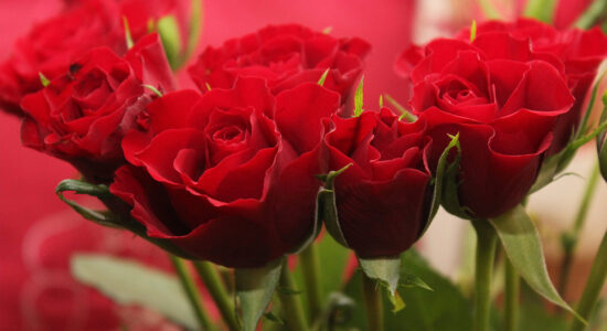 rose