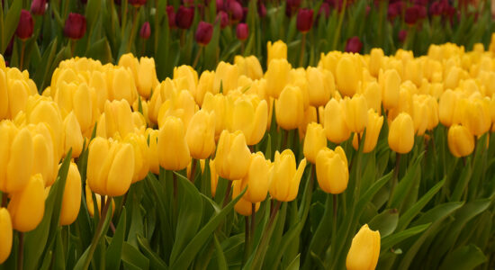 tulipani