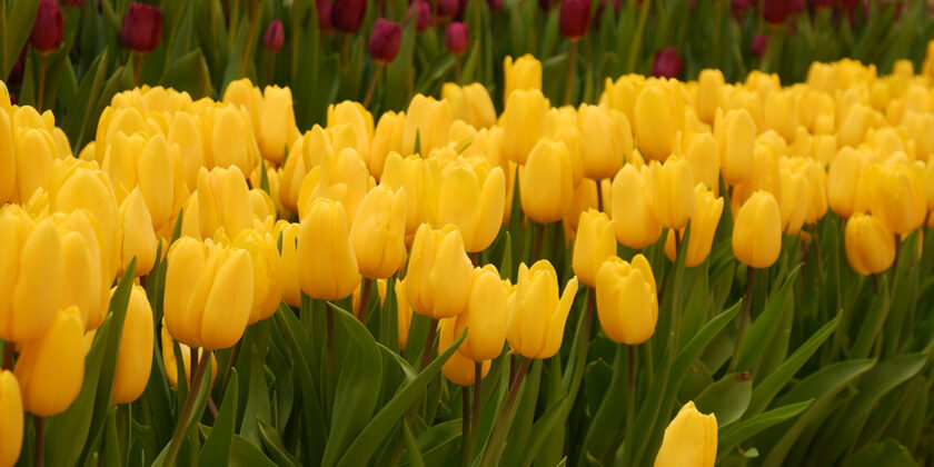 tulipani
