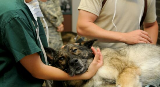 veterinario