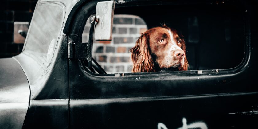 viaggiare con cane