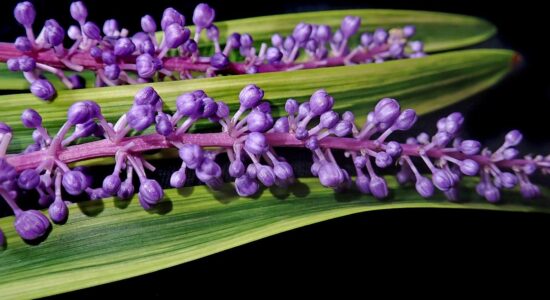 Liriope - spicata