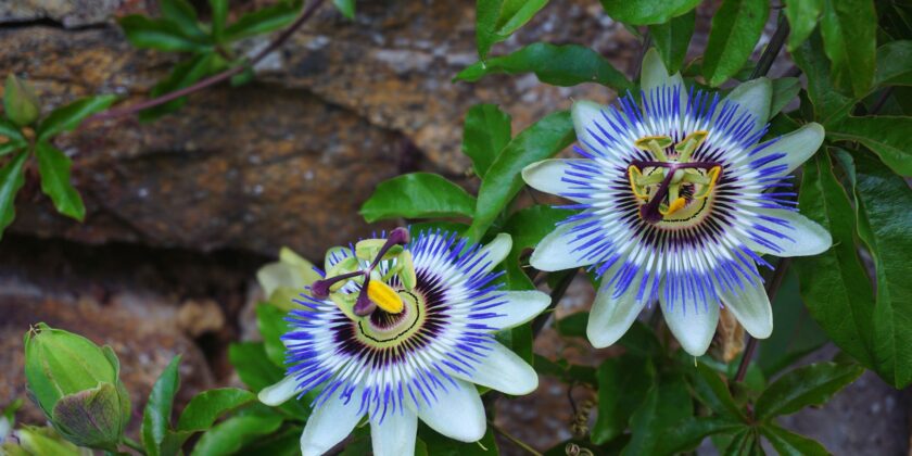 PASSIFLORA