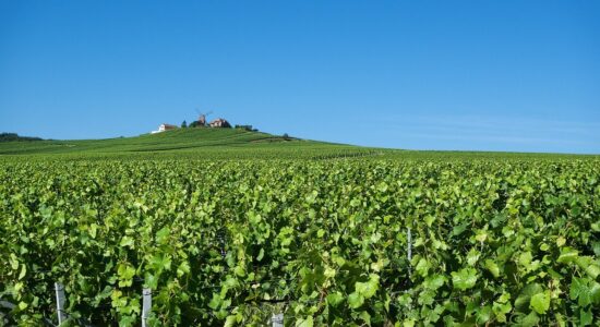 Reims Champagne