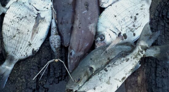 Surfcasting