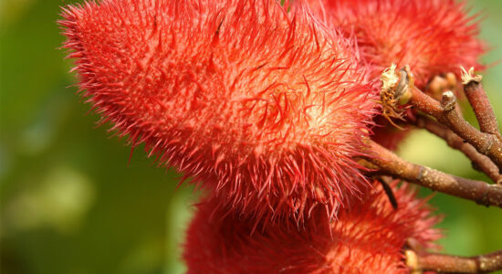 achiote