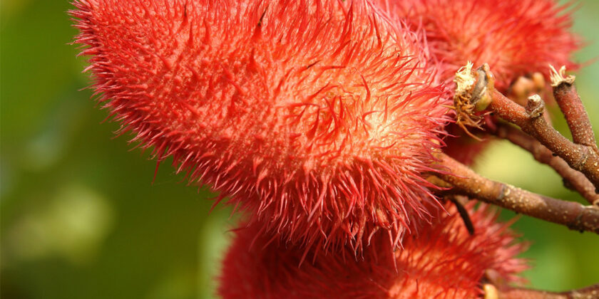 achiote