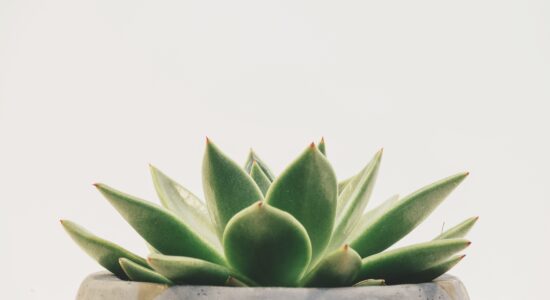 agave