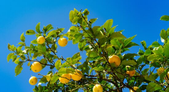 rami con foglie e limoni